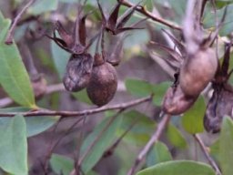 Diospyros glabra last fruits